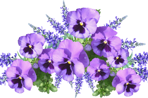 Сиреневые цветы на прозрачном фоне