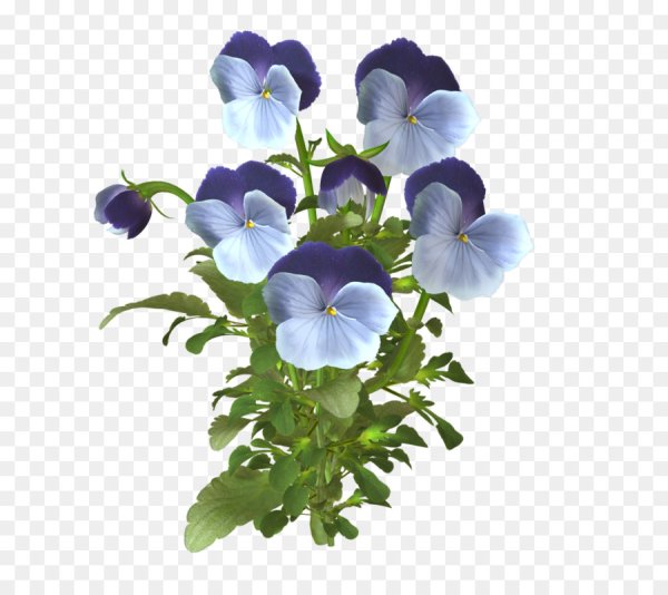 Фиалка на белом фоне