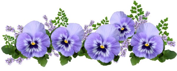 Пурпурные Анютины глазки