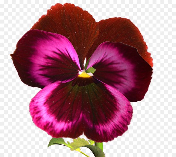 Анютины глазки вектор