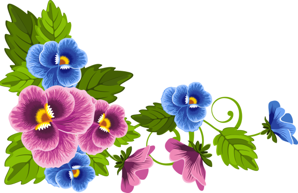 Виола Анютины глазки на белом фоне