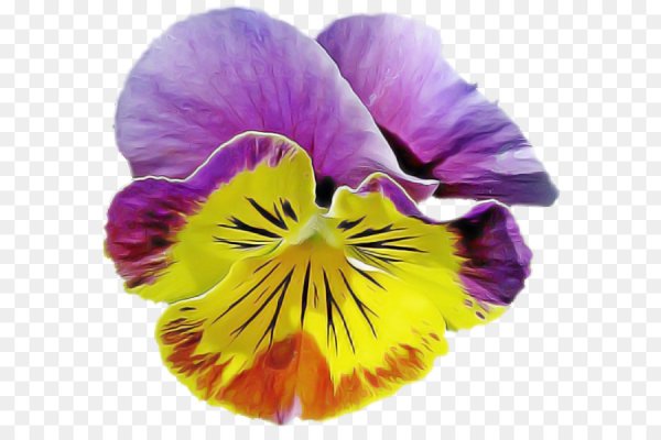 Купецио Анютины глазки