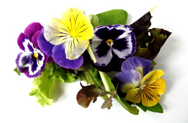 Пурпурные Анютины глазки