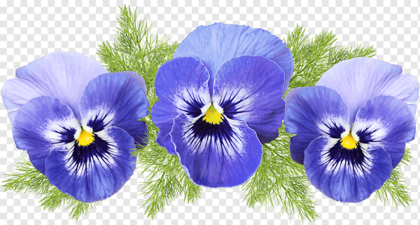 Анютины глазки лепестки