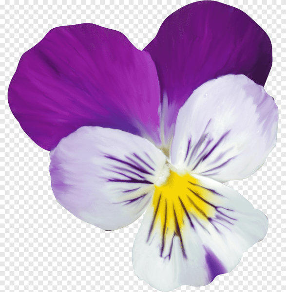 Фиалка на белом фоне