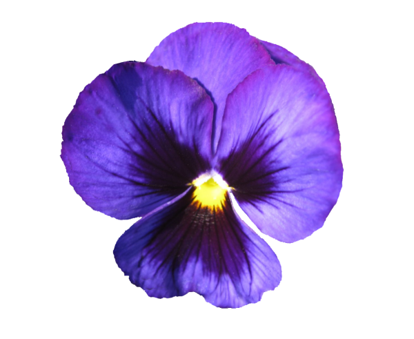 Анютины глазки символ