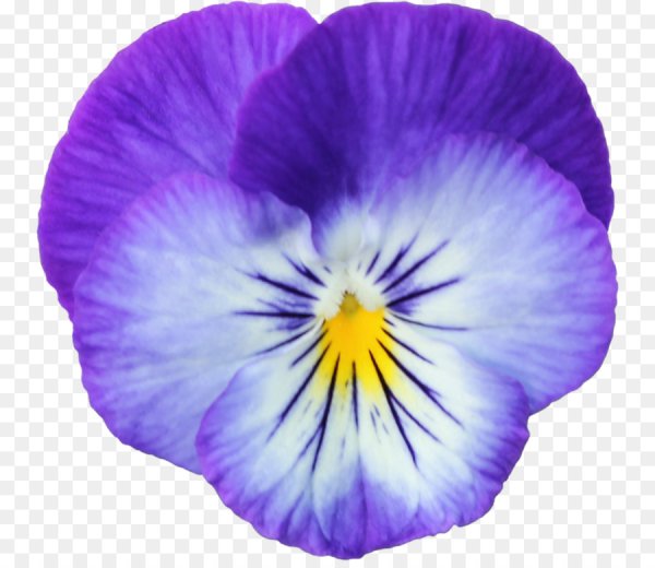 Фиалка НК Анютины глазки