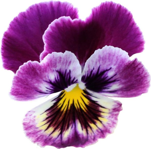 Сказочные цветы на прозрачном фоне