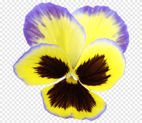 Виола Анютины глазки на белом фоне