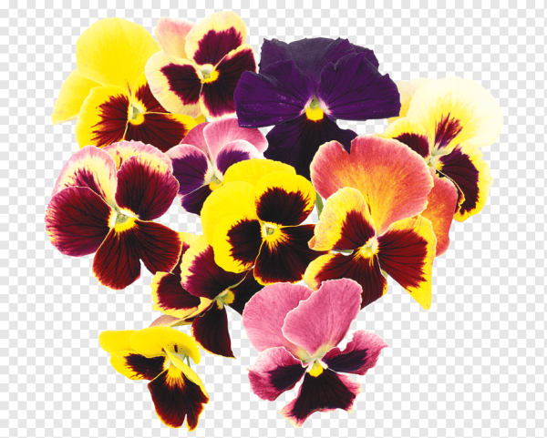 Анютины глазки вектор