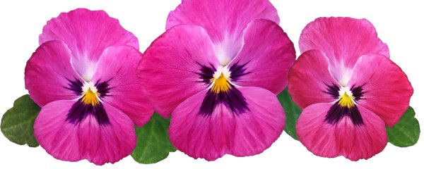 Анютины глазки антик