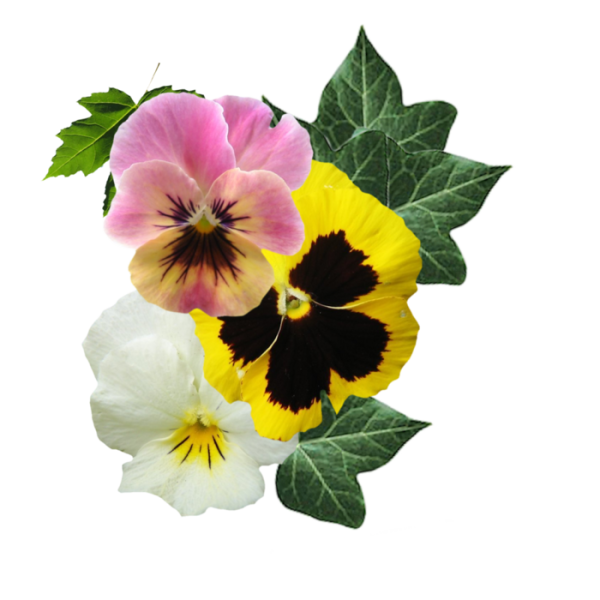 Виола Виттрока рисунок