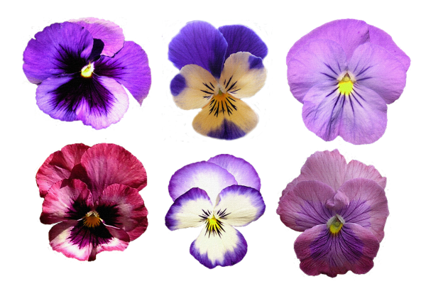 Анютины глазки мультяшные