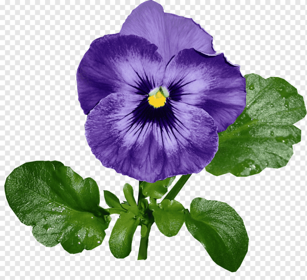 Анютины глазки для детей