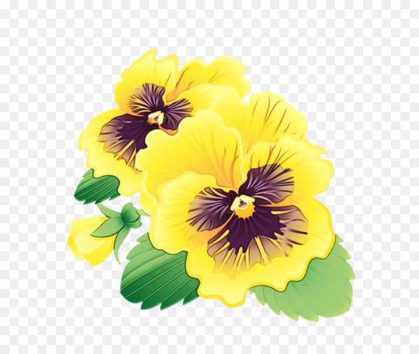 Анютины глазки