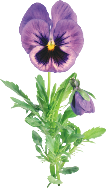 Фиалка Анютины глазки