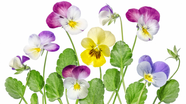 Анютины глазки лепестки