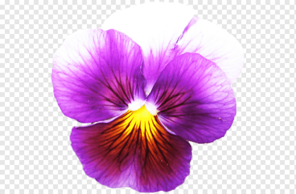 Анютины глазки мультяшные