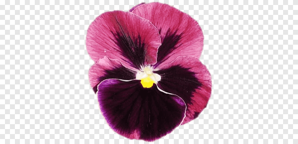 Фиалка белая Анютины глазки