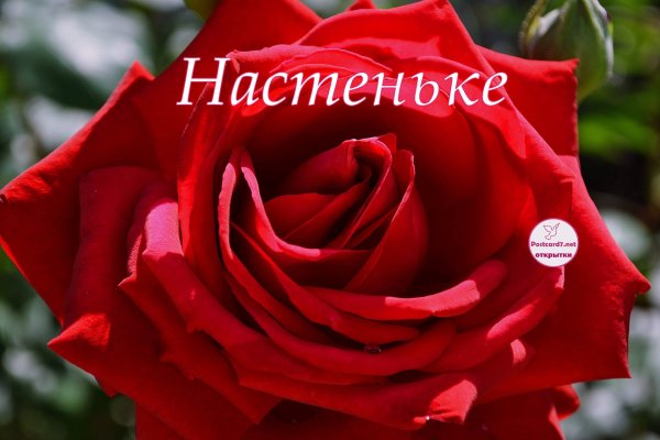 Цветок Анастасия