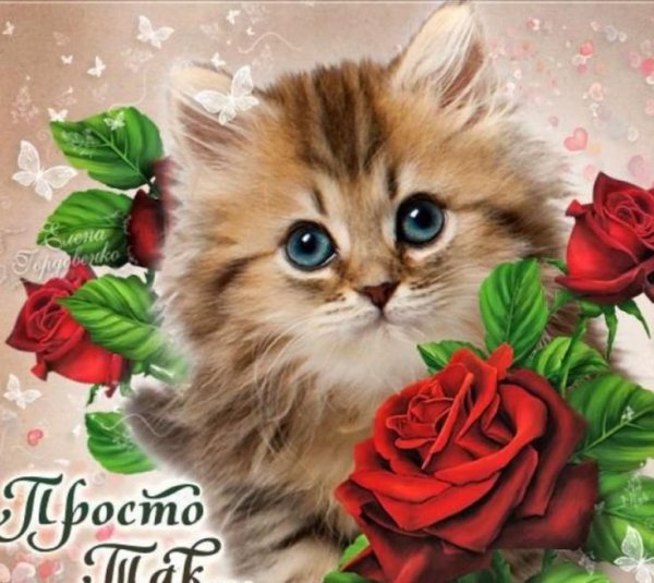 Красивые котята с пожеланиями