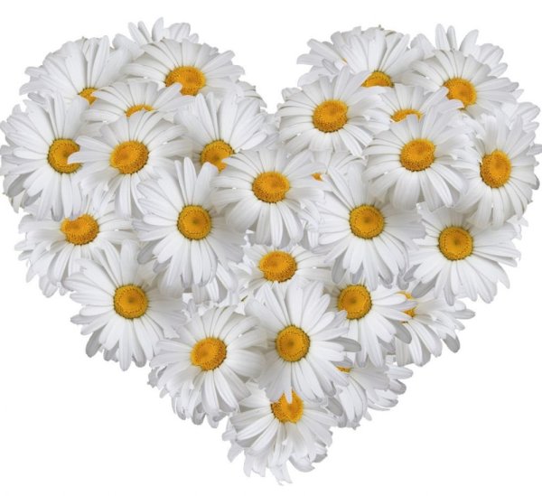 Сердце из ромашек