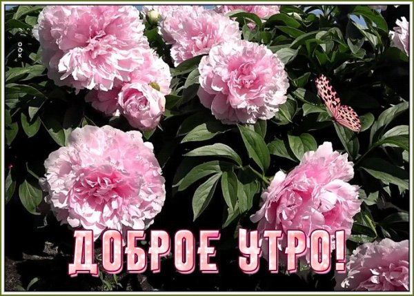 С добрым утром пионы