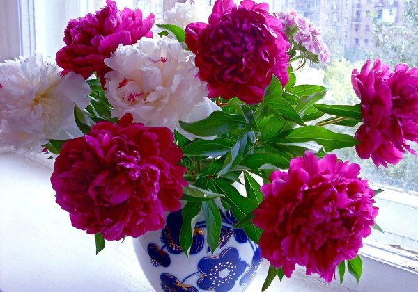 Пионы с пожеланиями хорошего дня