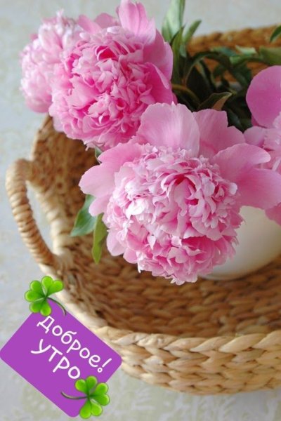 Доброе утро с пионамиами