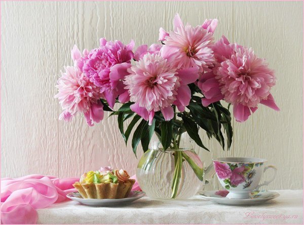 Утренние пионы