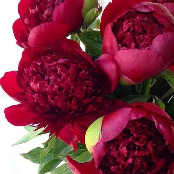 Доброе утро пионы