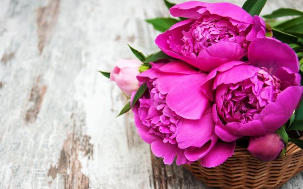 Утренние пионы