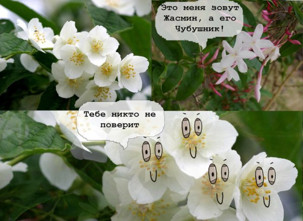 Смешные мемы про цветы