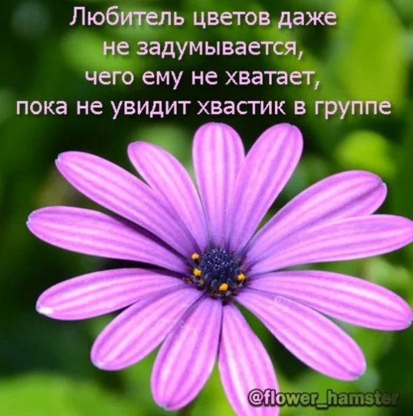 Смешные цитаты про цветы