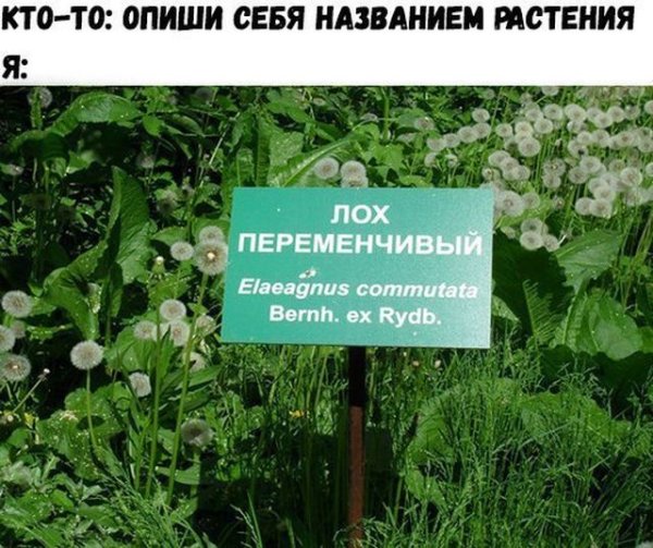 Смешные названия растений