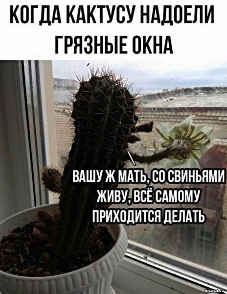 Анекдот про Кактус