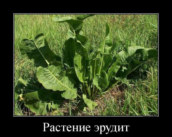 Хрен прикол