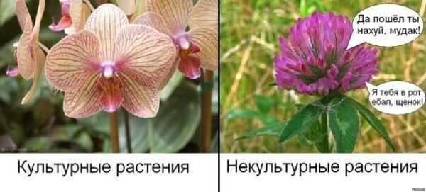 Шутки про орхидеи