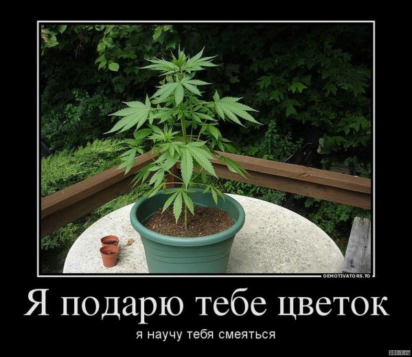 Куст конопли