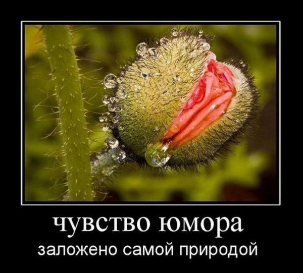 Чувство юмора