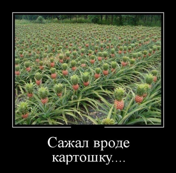 Демотиваторы про огород и дачу