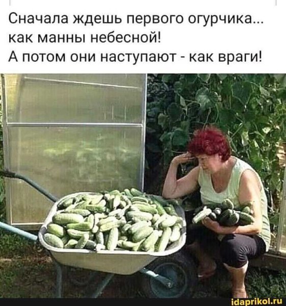Приколы про кабачки