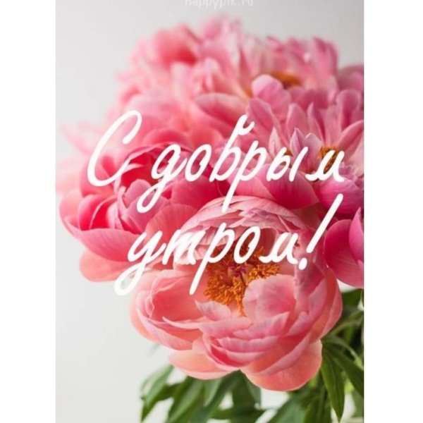 Добрый вечер пионы
