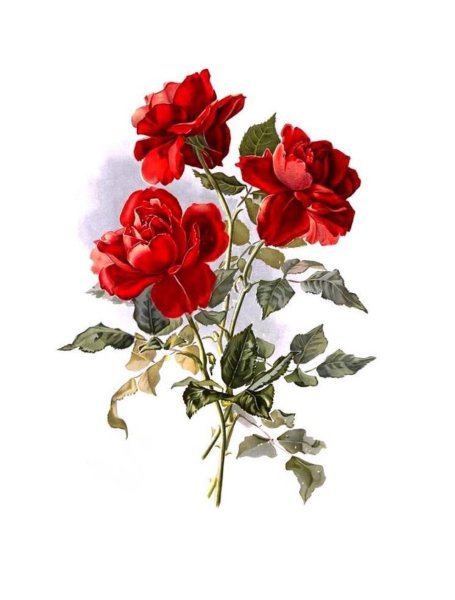 Винтажные красные цветы