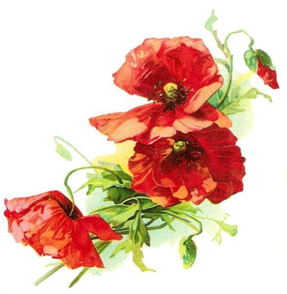 Красивые маки для декупажа