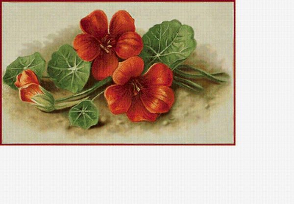 Катарина Кляйн настурции