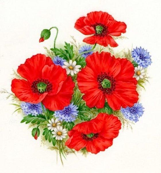 Маки и васильки