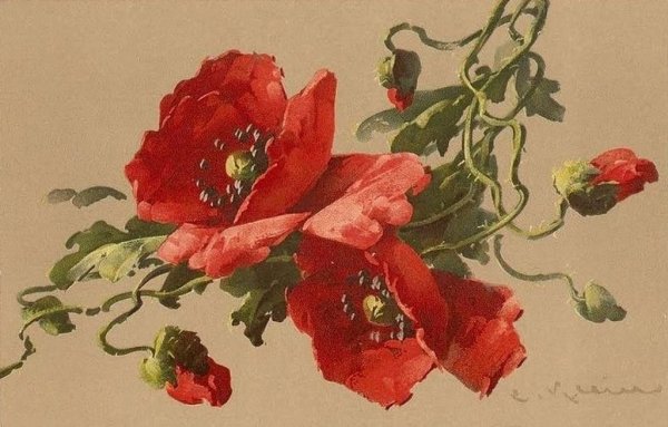 Катарина Кляйн шиповник