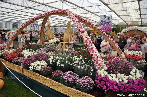 Челси Англия цветы