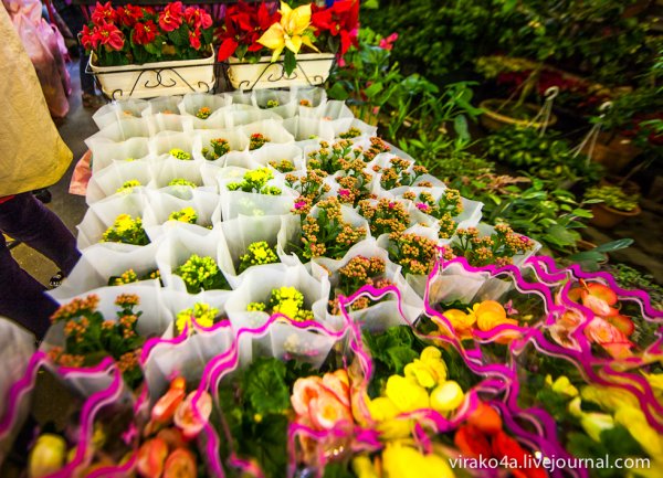 Крым Никитский Ботанический сад бал хризантем